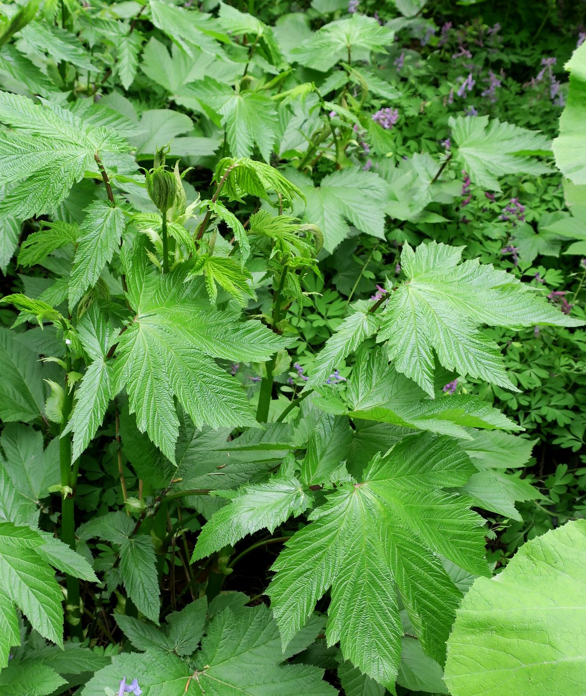 Image of Filipendula camtschatica specimen.