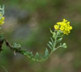 genus Alyssum