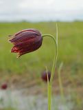 Fritillaria meleagroides