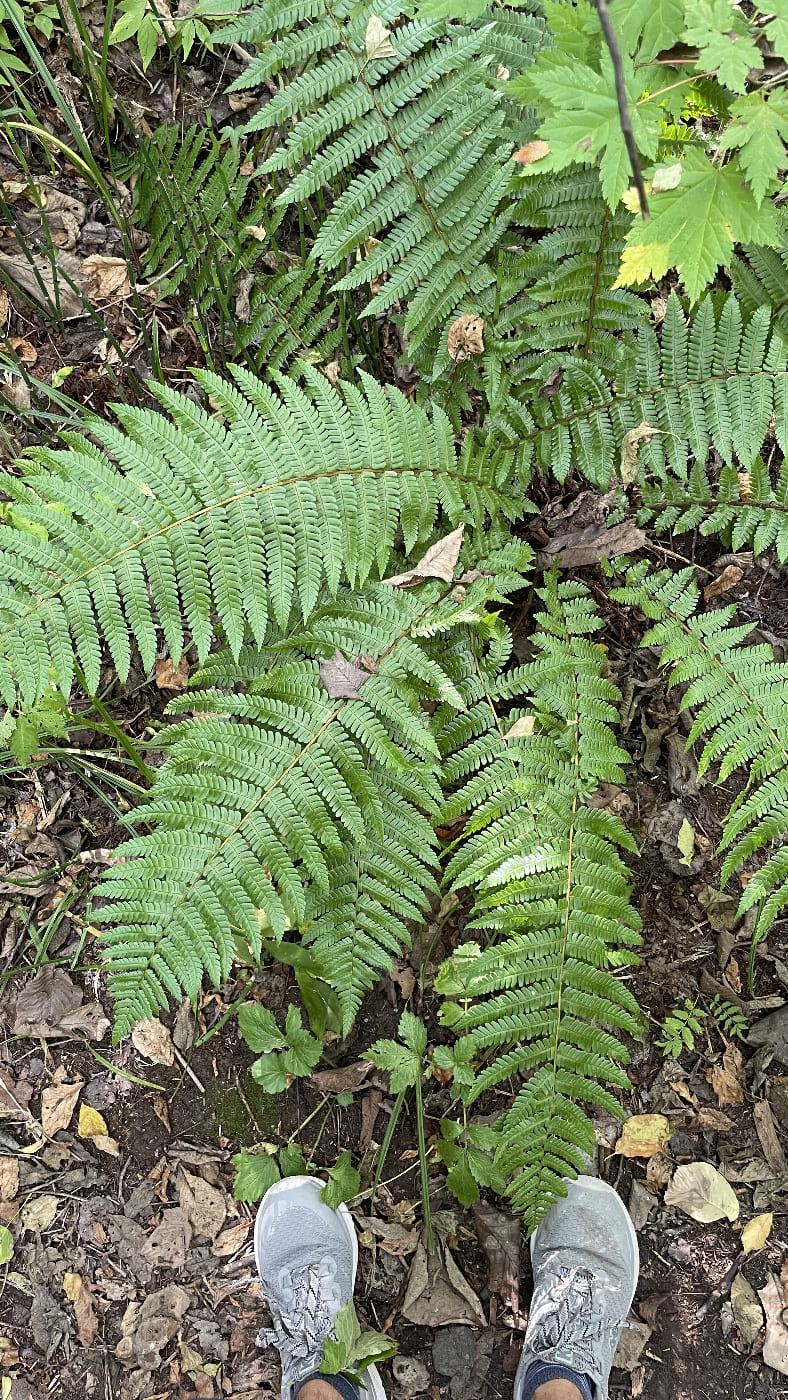 Изображение особи Dryopteris crassirhizoma.