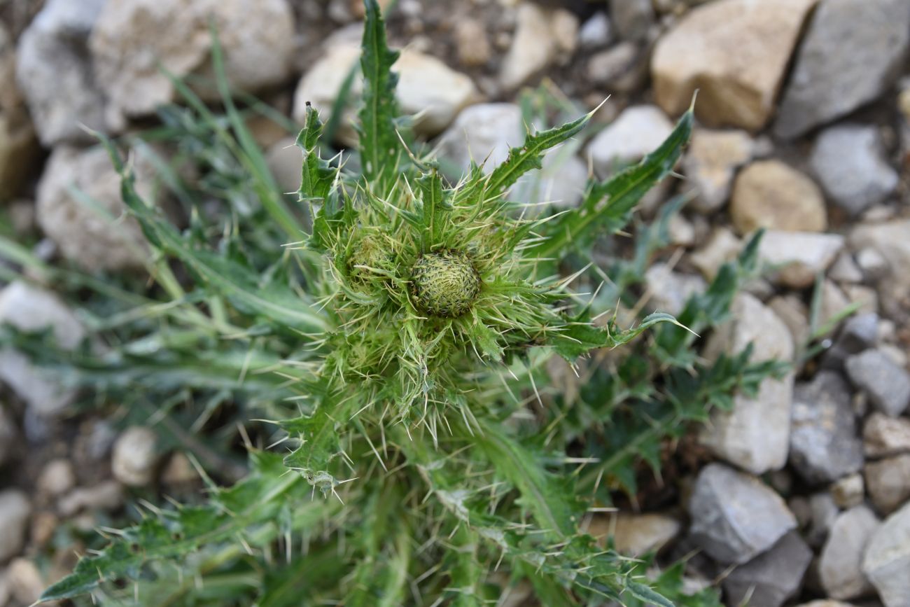 Image of Cirsium obvallatum specimen.