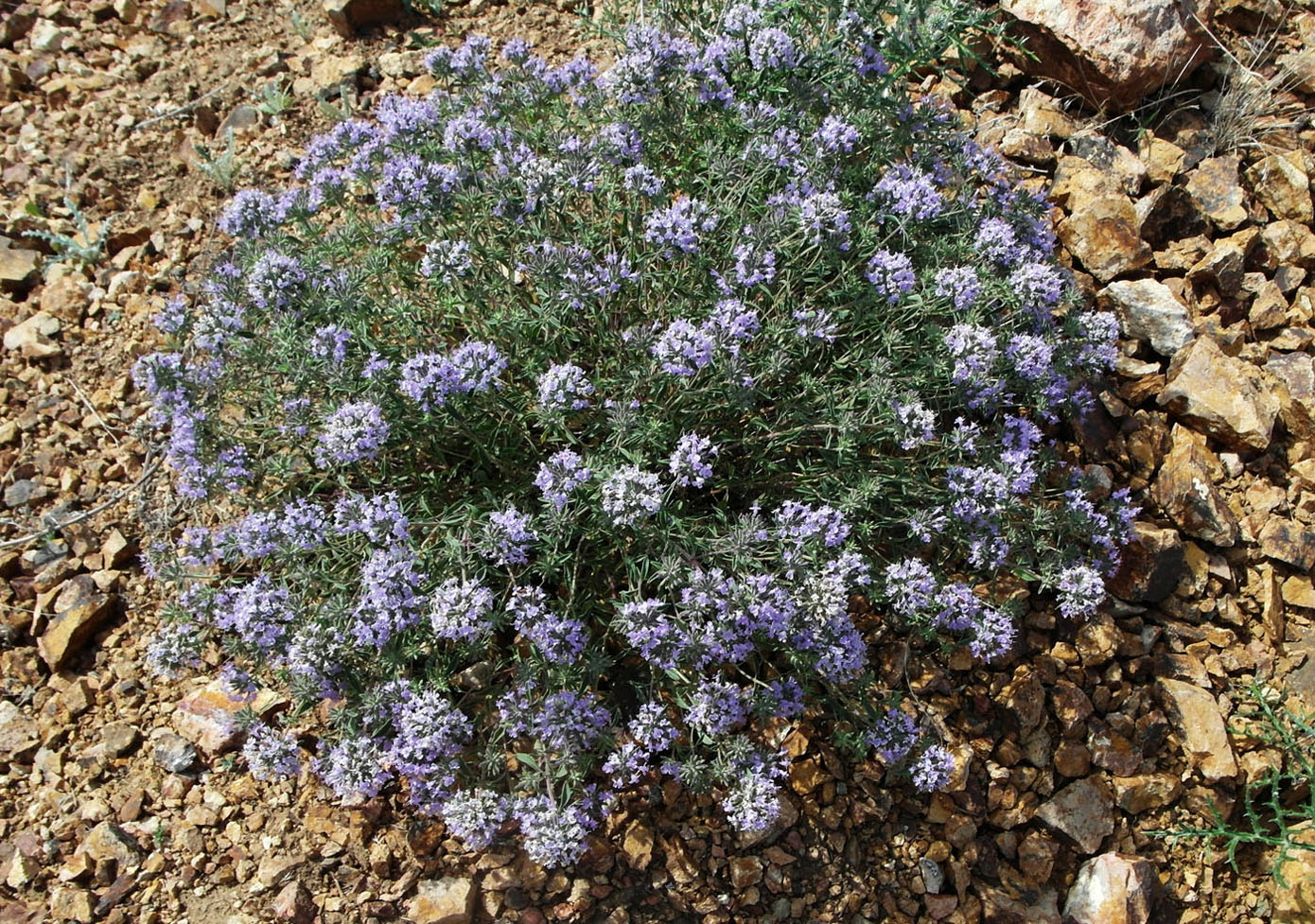 Image of Ziziphora clinopodioides specimen.