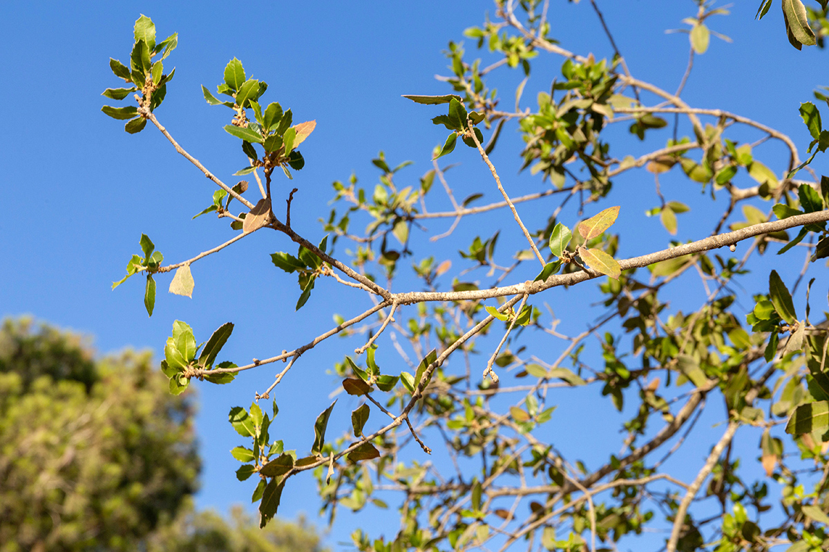 Изображение особи род Quercus.