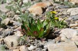 род Oenothera. Вегетирующее растение в сообществе с Artemisia и цветущим Taraxacum. Республика Башкортостан, Хайбуллинский р-н, Антинганский сельсовет, окр. дер. Янтышево, долина р. Сакмара, прибрежный галечник. 1 мая 2022 г.