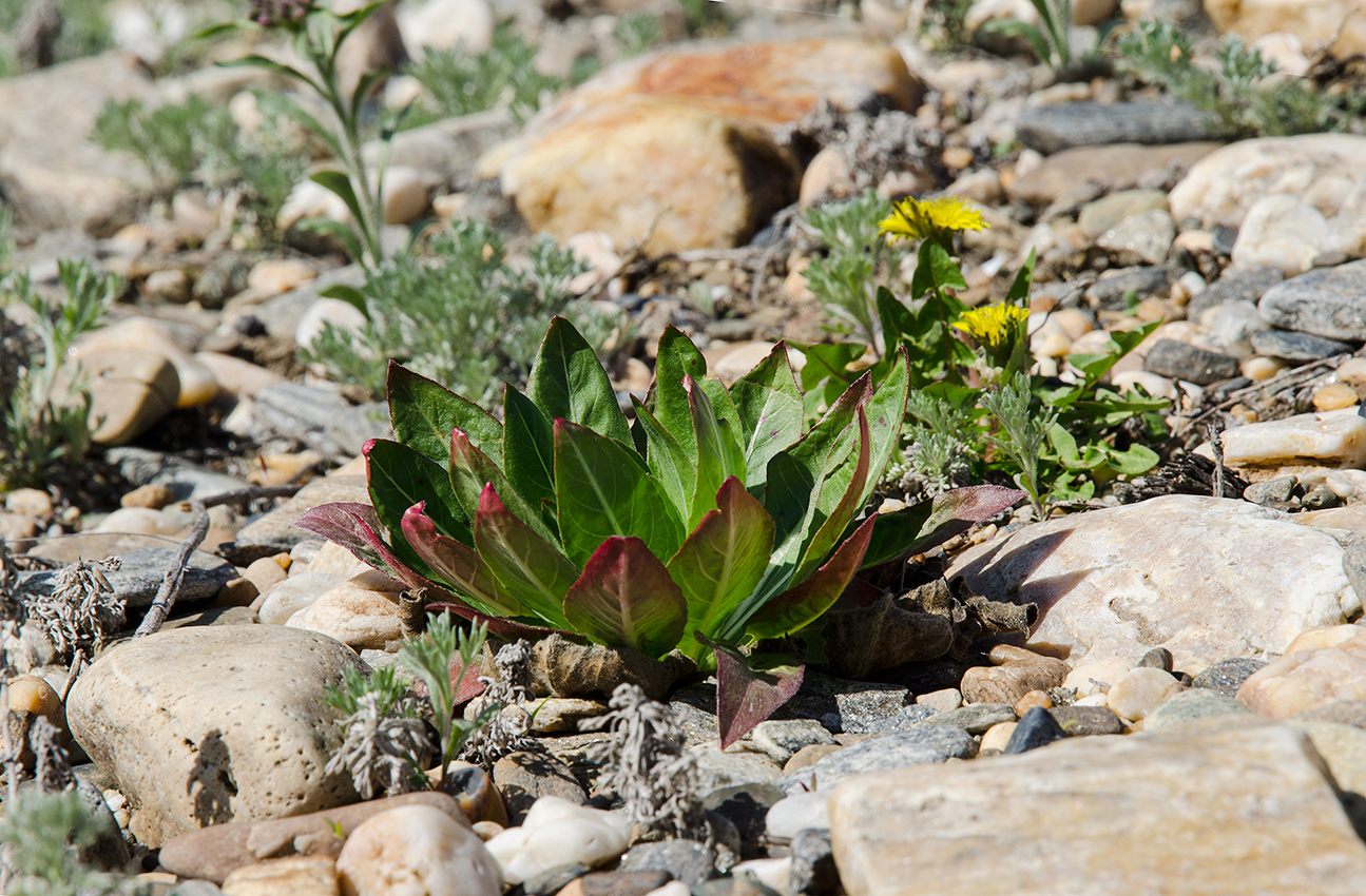 Image of genus Oenothera specimen.