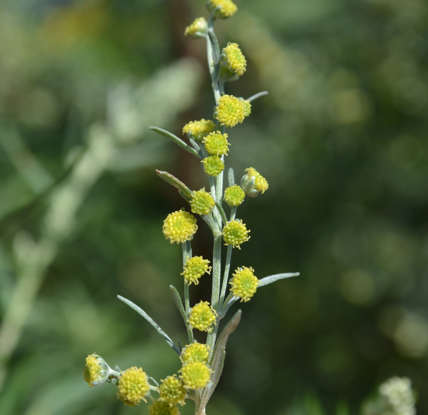 Image of Artemisia absinthium specimen.