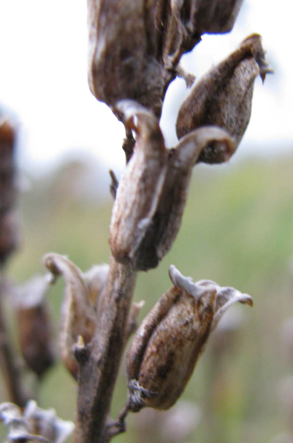 Изображение особи Pedicularis rubens.