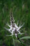 genus Orthosiphon. Соцветие. Папуа Новая Гвинея, регион Момасе, провинция Восточный Сепик, река Юэт, деревня Kanduanum. 27.08.2009.