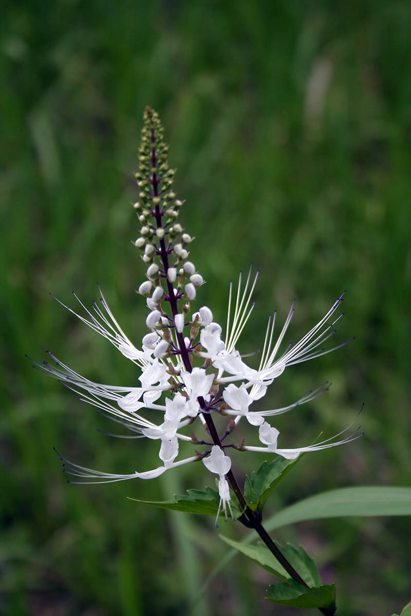 Image of genus Orthosiphon specimen.