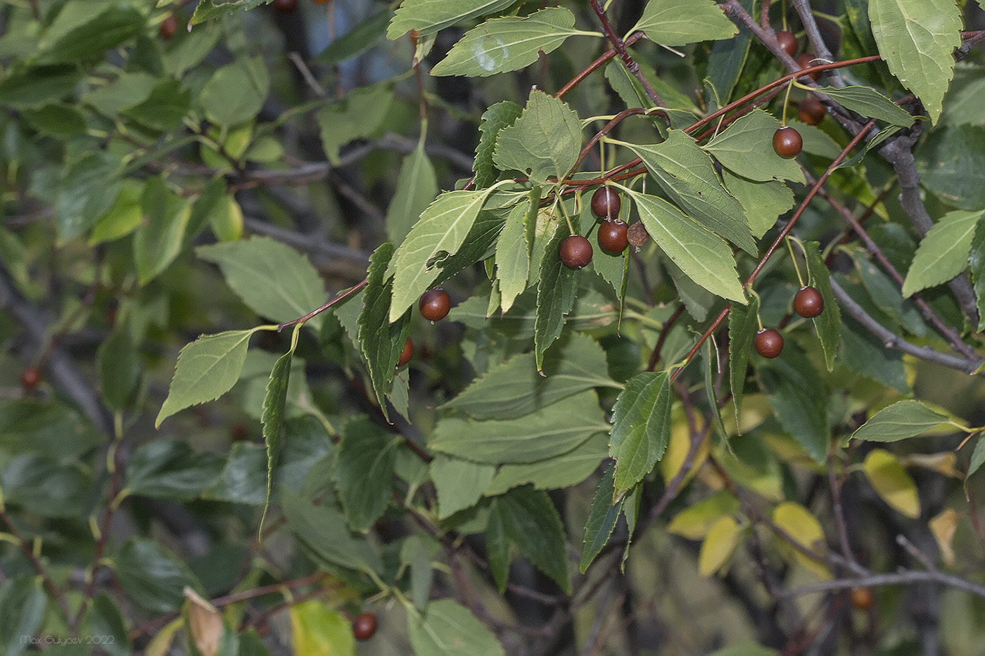 Image of Celtis glabrata specimen.