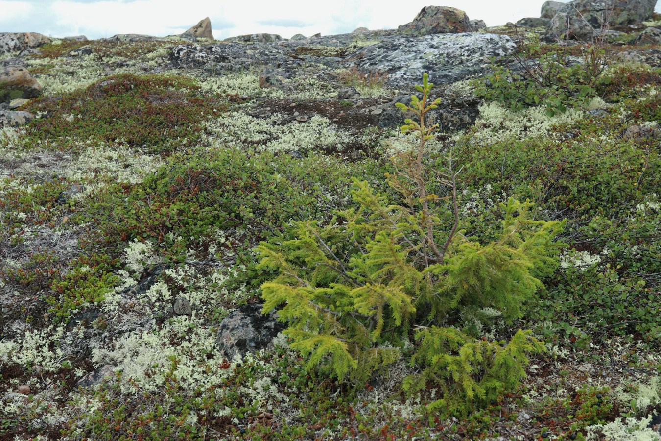 Изображение особи Picea obovata.