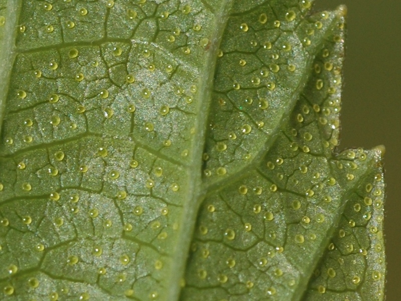 Image of Ribes graveolens specimen.