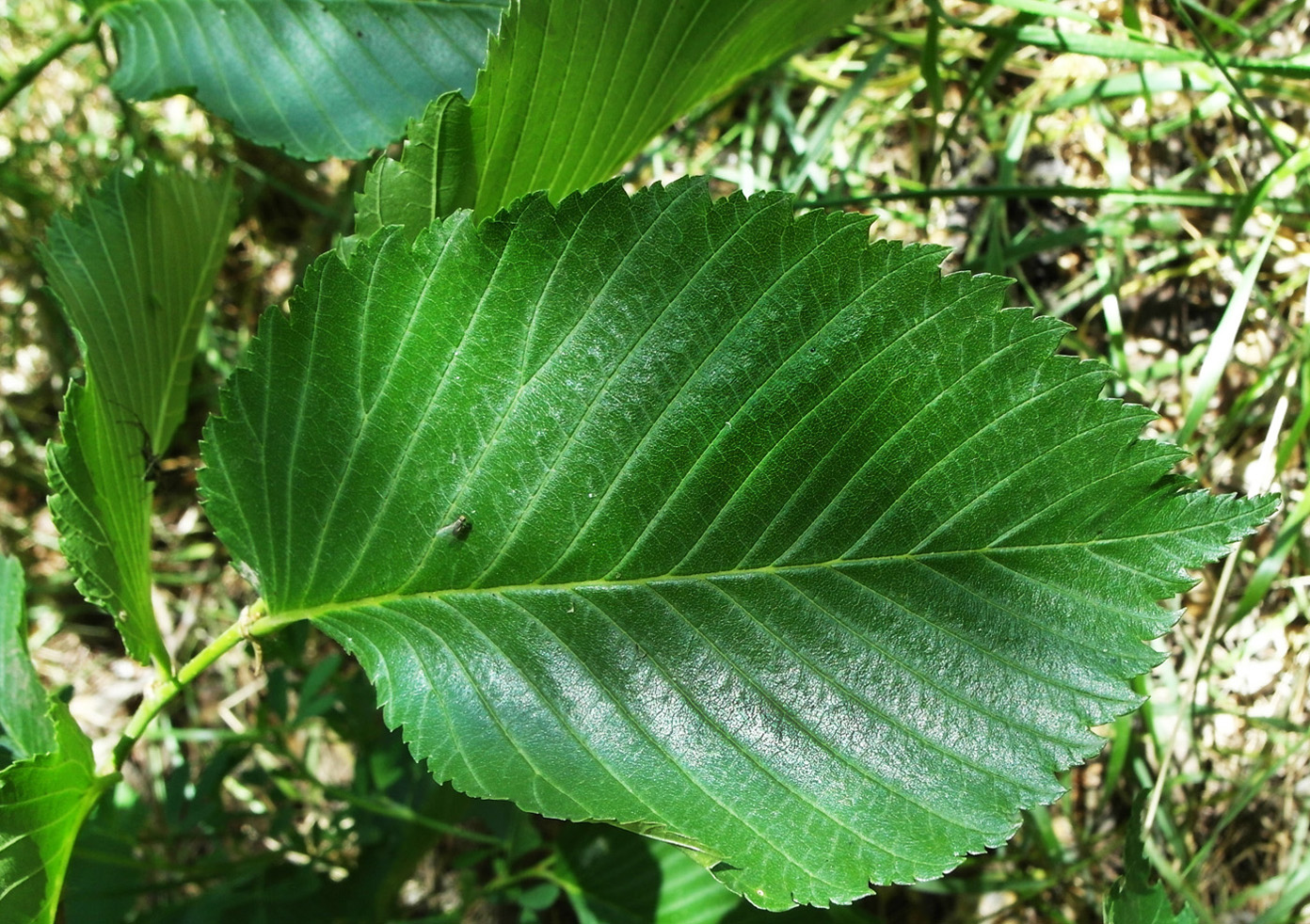 Изображение особи Ulmus laevis.