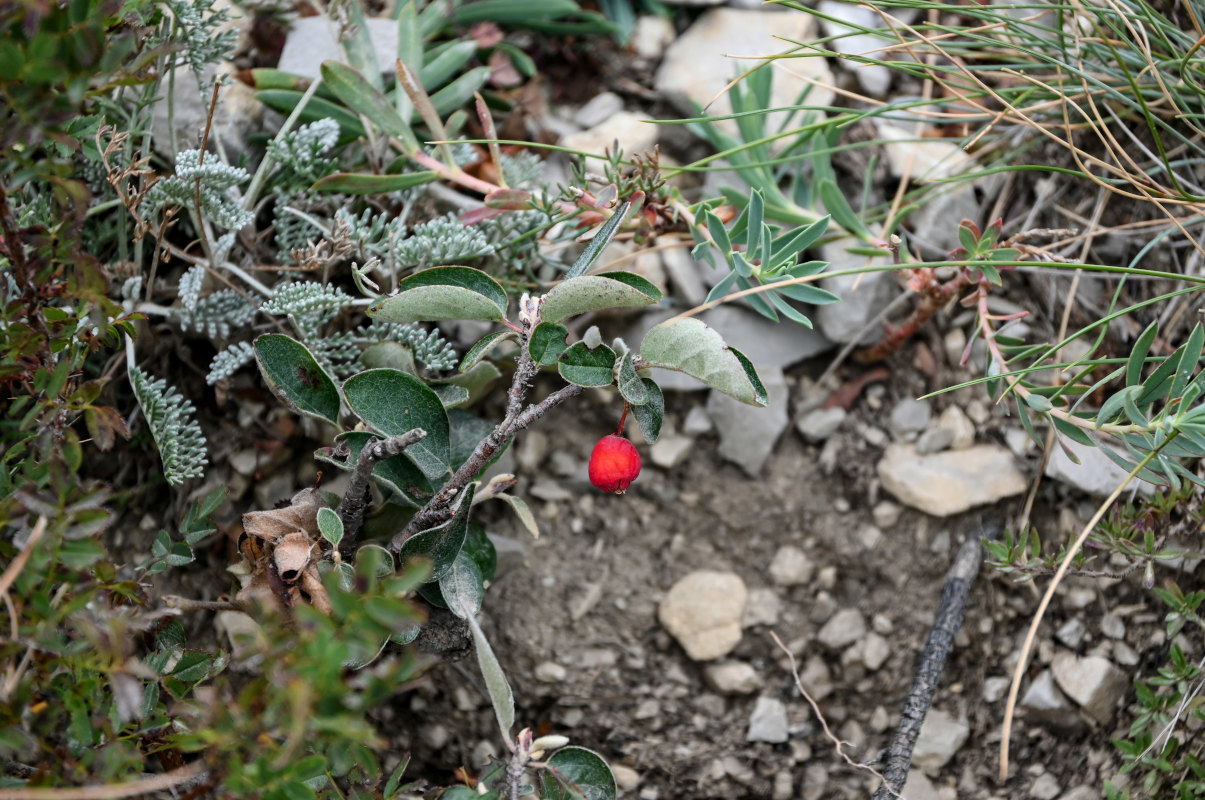 Изображение особи Cotoneaster integerrimus.