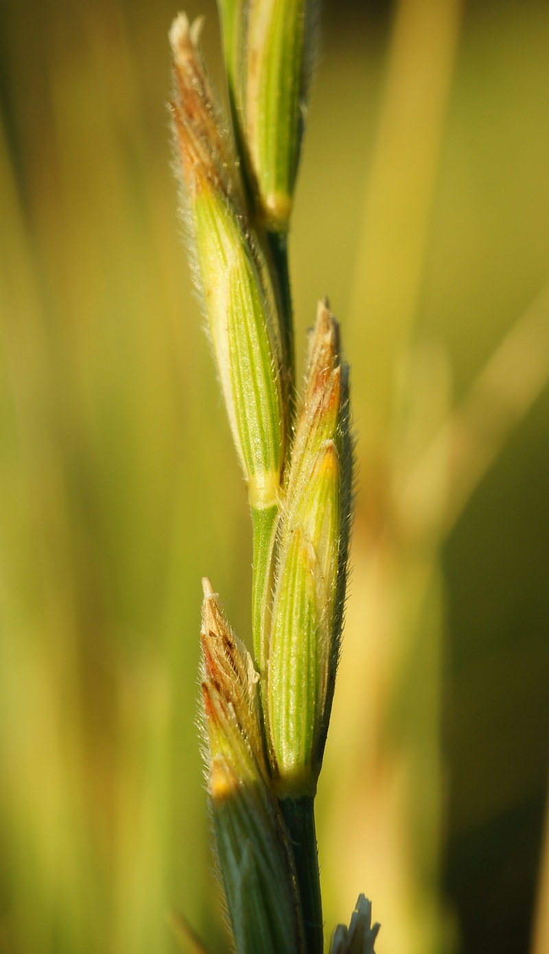 Изображение особи Elytrigia trichophora.