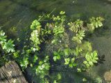 Berula erecta