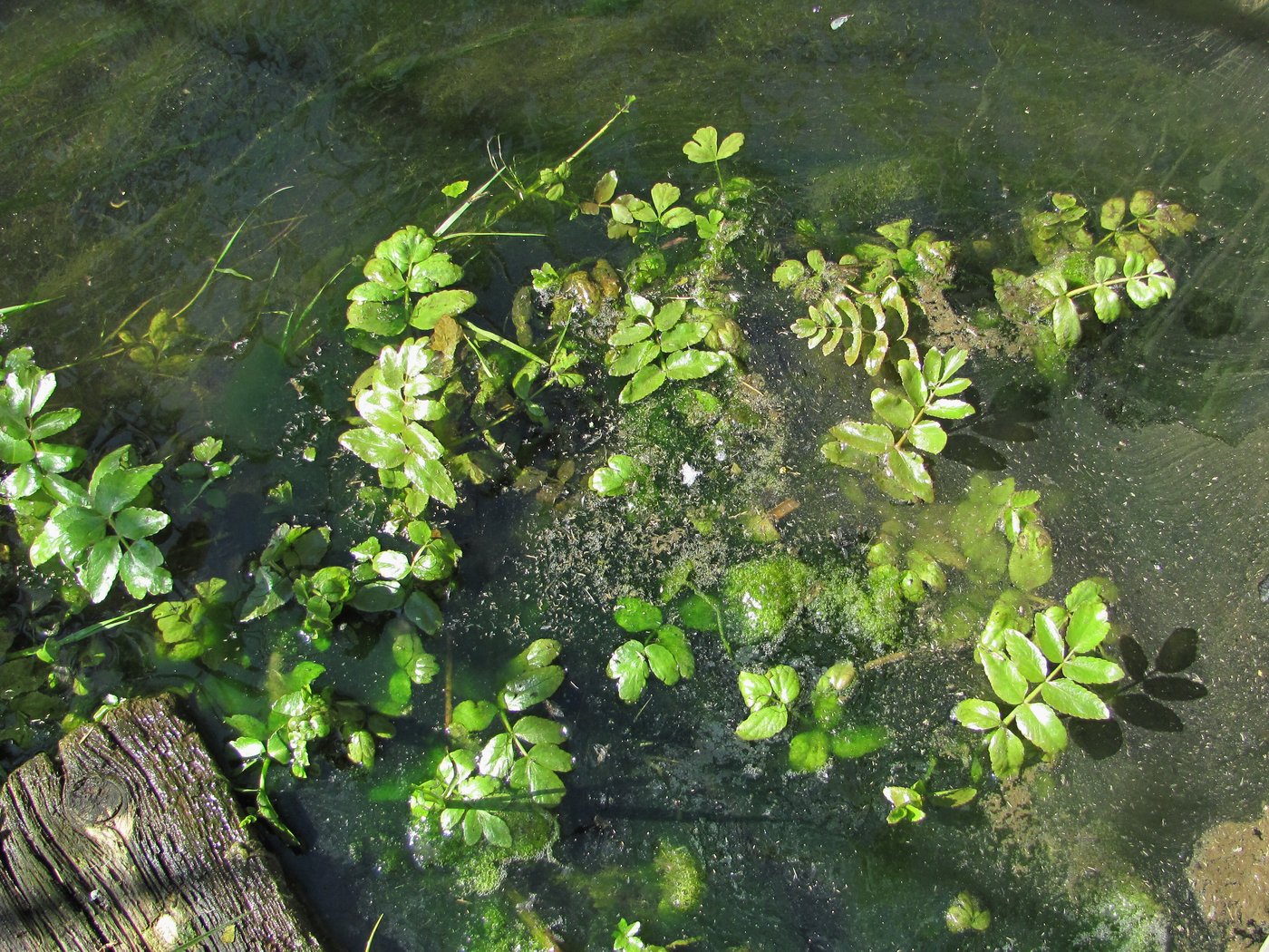 Image of Berula erecta specimen.