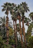 Washingtonia robusta