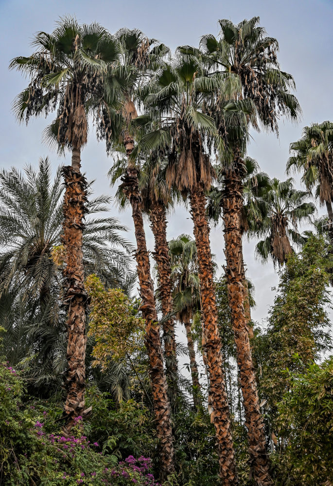 Изображение особи Washingtonia robusta.