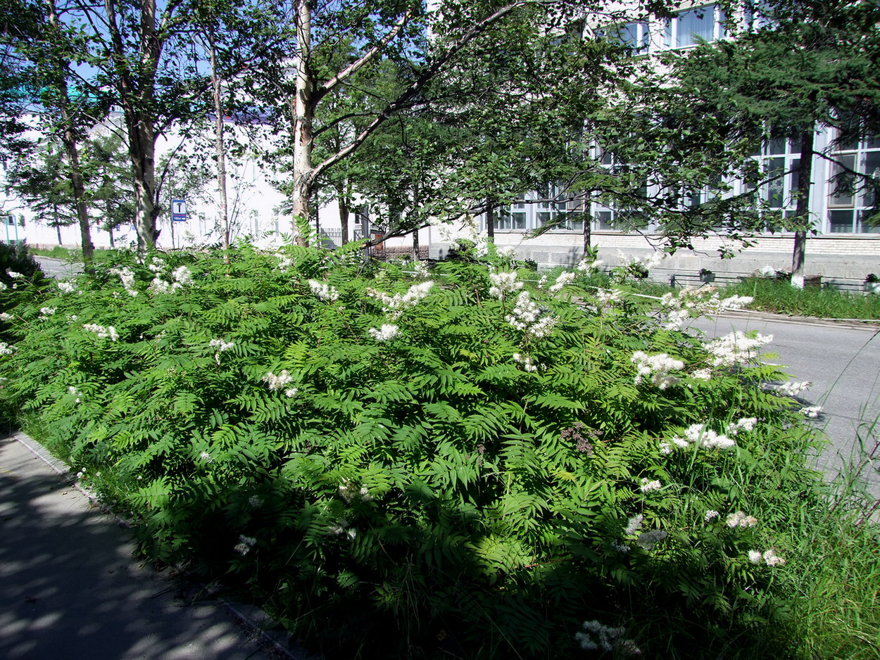 Image of Sorbaria sorbifolia specimen.