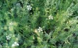 Nigella arvensis