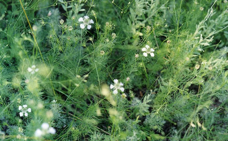 Изображение особи Nigella arvensis.