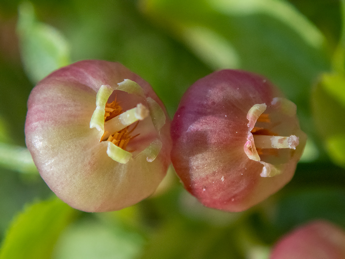 Image of Vaccinium myrtillus specimen.