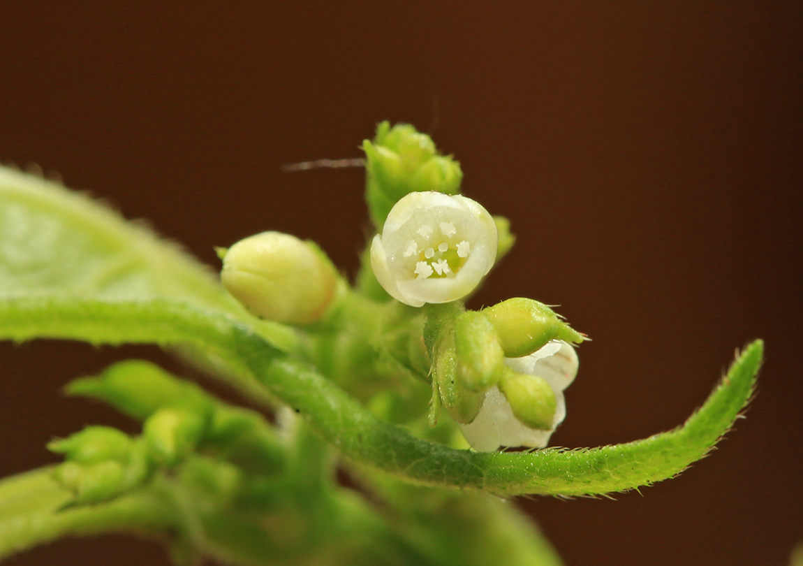 Image of Truellum arifolium specimen.