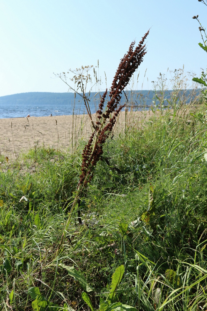 Изображение особи Rumex aquaticus.