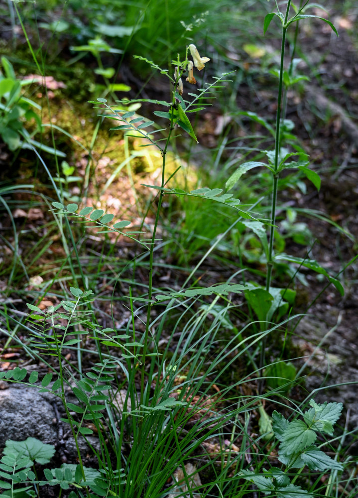 Image of Vicia abbreviata specimen.