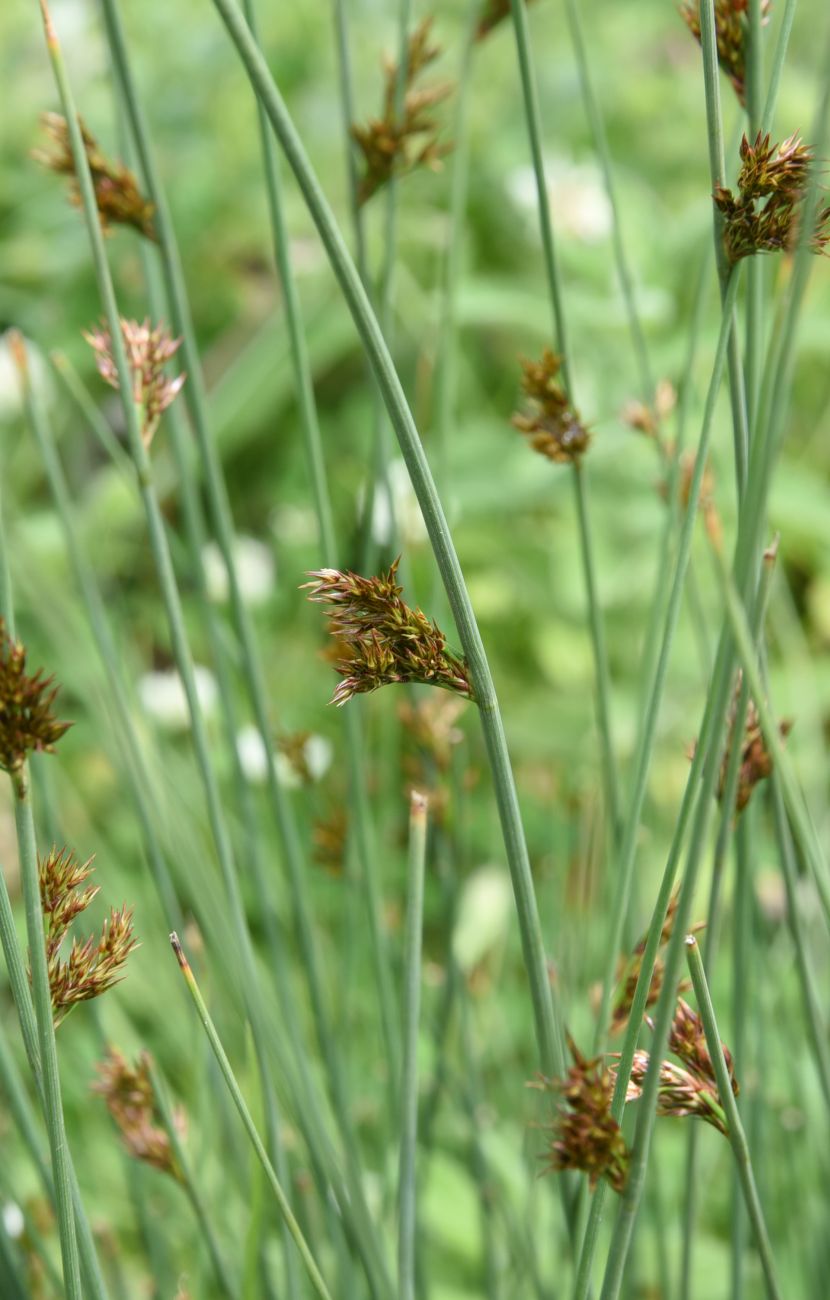 Изображение особи Juncus inflexus.