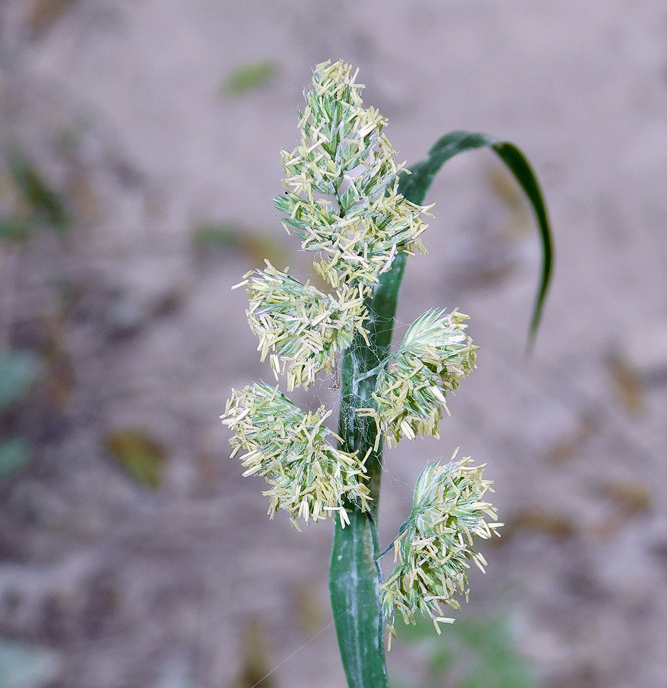 Image of Dactylis glomerata specimen.