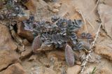 Astragalus subbijugus