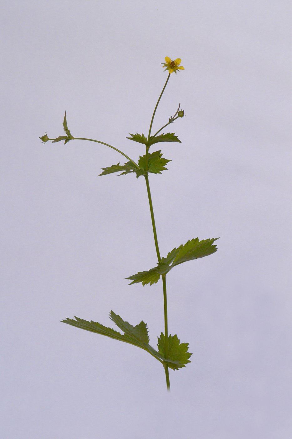 Изображение особи Geum urbanum.