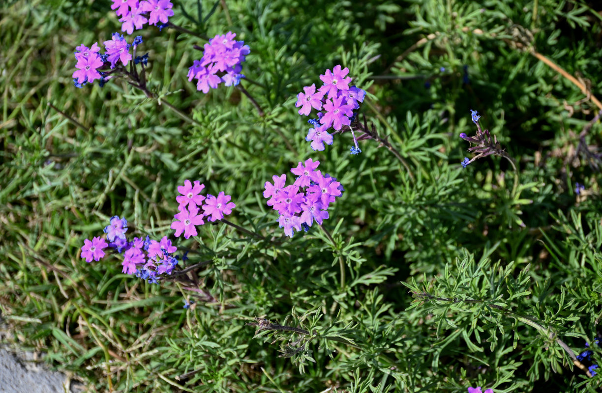 Изображение особи Glandularia pulchella.