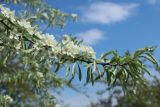 Pyrus salicifolia. Цветущая ветвь. Санкт-Петербург, Фрунзенский р-н, парк \"Яблоневый сад\", в культуре. 14.05.2023.