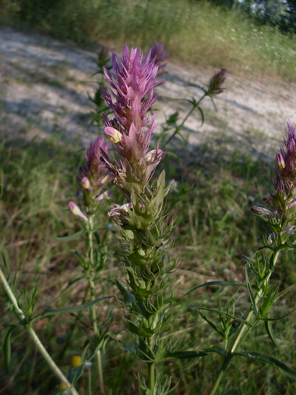 Image of Melampyrum arvense specimen.