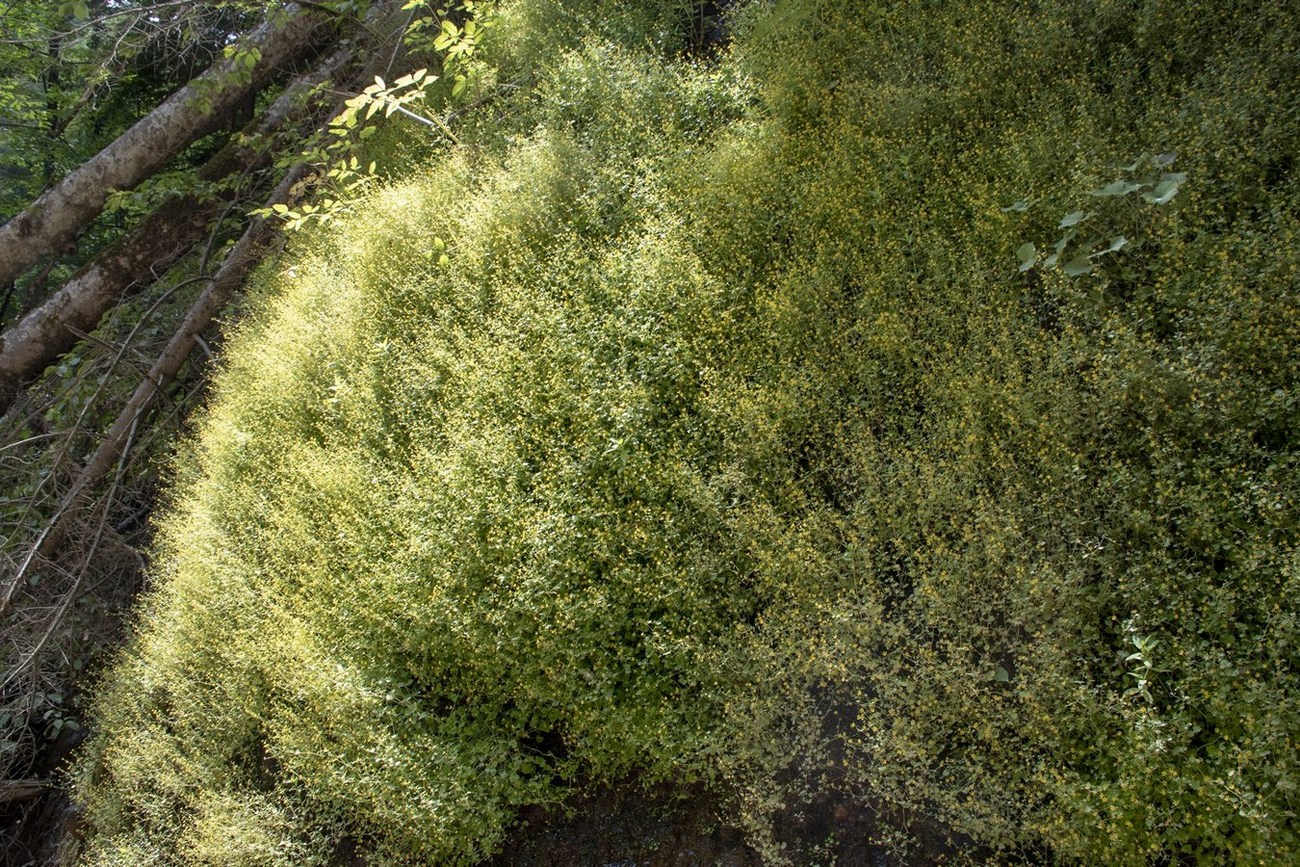 Image of Saxifraga cymbalaria specimen.