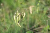 Bromus briziformis