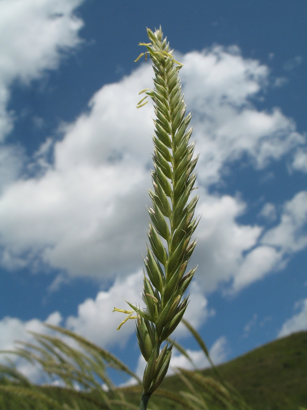 Изображение особи Psathyrostachys juncea.