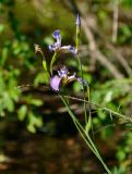 Iris setosa. Верхушка побега с соцветием. Хабаровский край, р-н им. Полины Осипенко, долина р. Нилан, у воды. 17.07.2021.