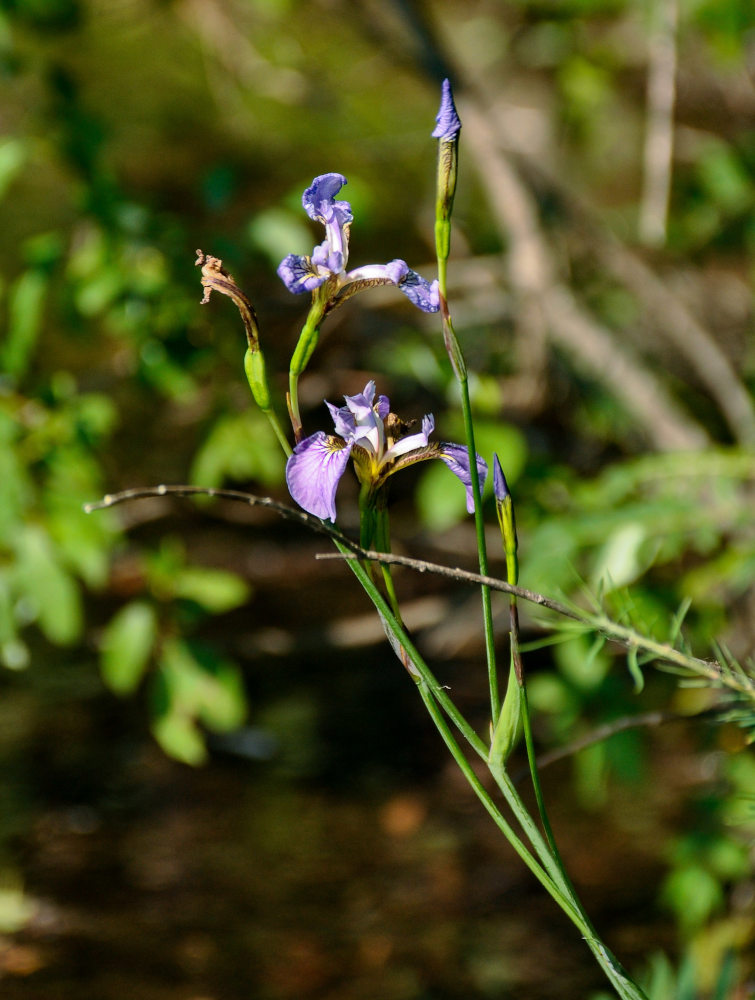 Изображение особи Iris setosa.
