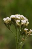 Achillea kuprijanovii