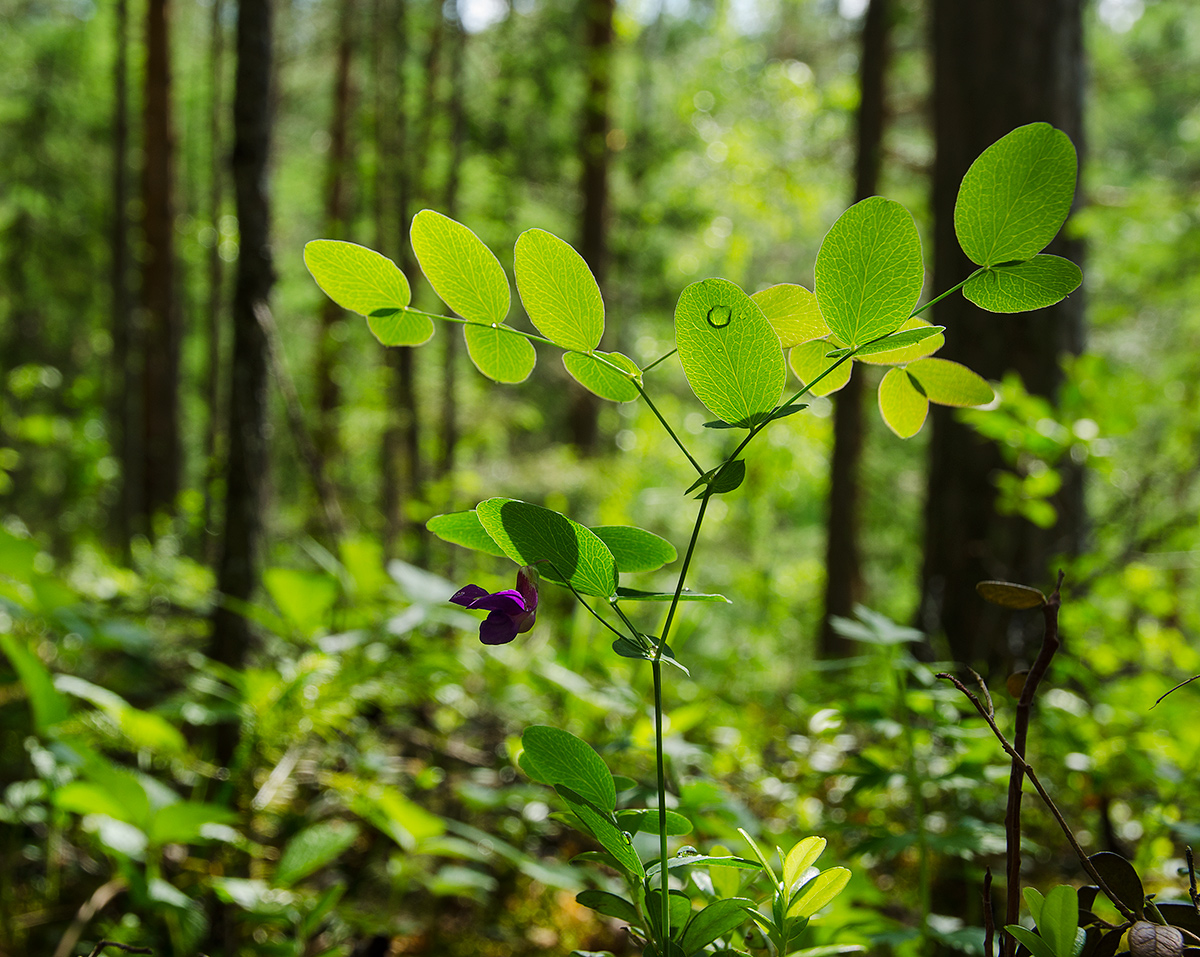 Изображение особи Lathyrus humilis.