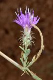 Centaurea pseudosquarrosa. Часть веточки с соцветием на пазушном побеге. Узбекистан, Ташкентская обл., южный склон Чаткальского хребта, бассейн р. Ахангаран, окр. г. Янгиабад, правый глинистый склон р. Каттасай. 09.09.2023.