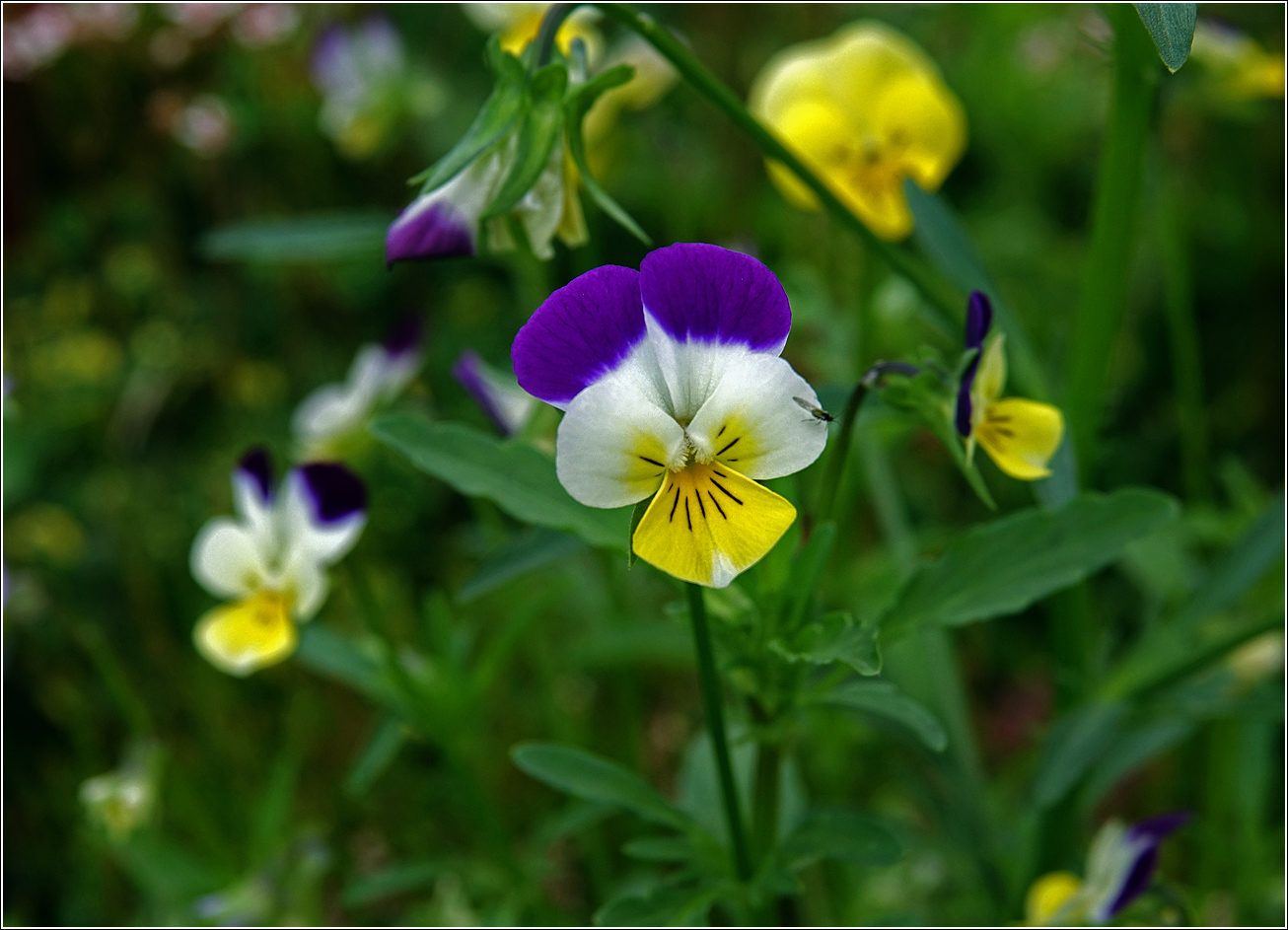 Изображение особи Viola wittrockiana.