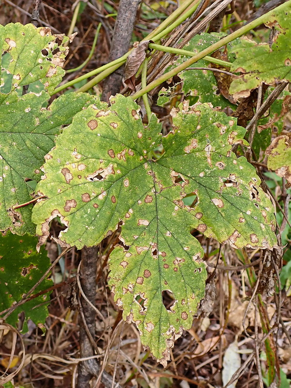 Изображение особи Humulus lupulus.