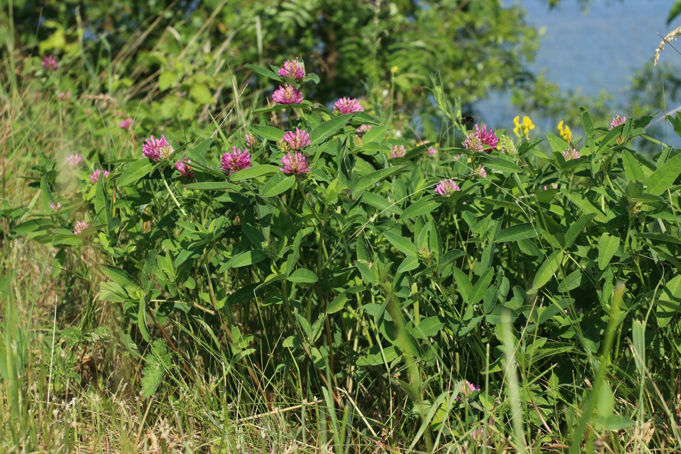 Image of Trifolium medium specimen.