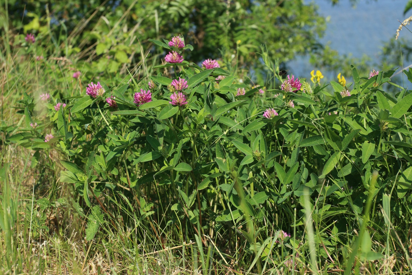 Изображение особи Trifolium medium.