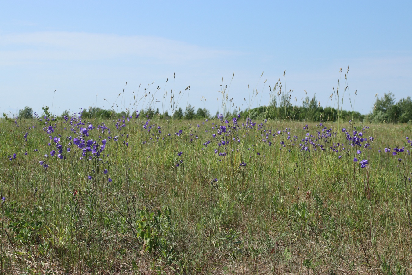 Изображение особи Campanula persicifolia.